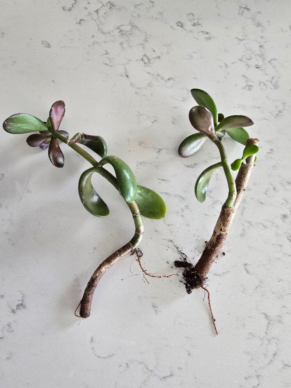 3 Succulents